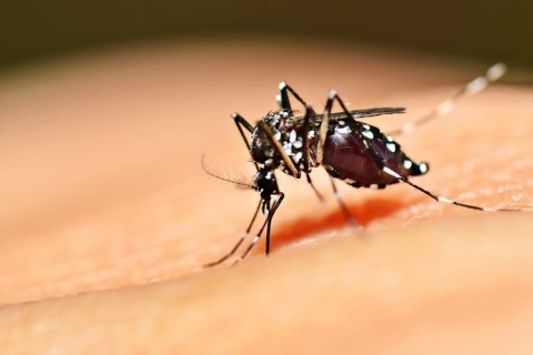 Brasil ultrapassa marca de 5 mil mortes por dengue em 2024